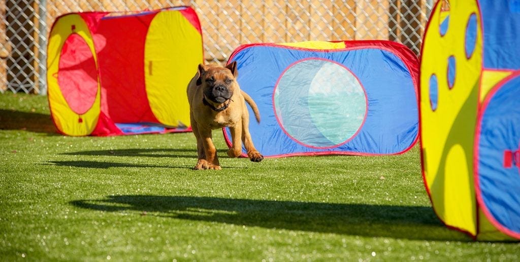 artificial grass dog park
dog run with artificial grass